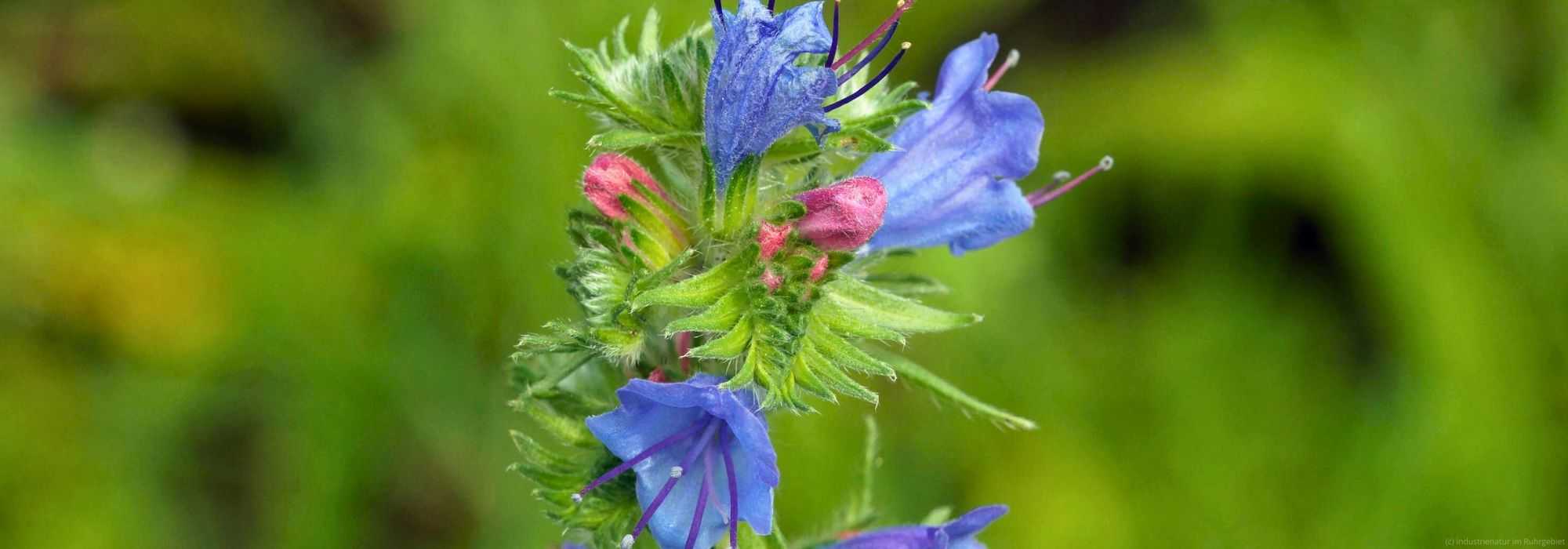 Gewöhnlicher Natternkopf (Echium vulgare), Halde Rheinelbe, 28.06.2016