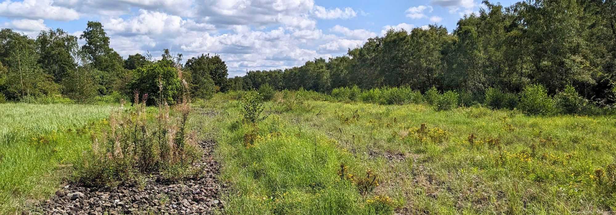 Landschaft im Gleispark Frintrop, 26.08.2023
