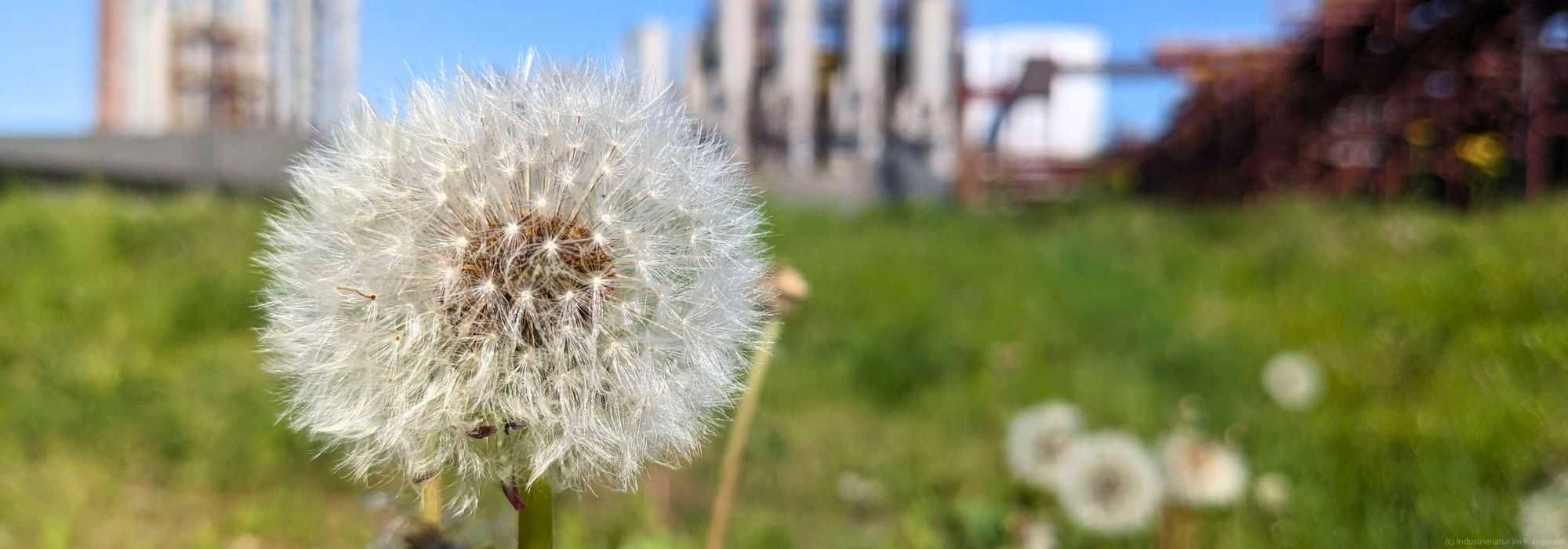 Wiesen-Löwenzahn (Taraxacum officinale agg.), UNESCO-Welterbe Zollverein, 27.04.2025