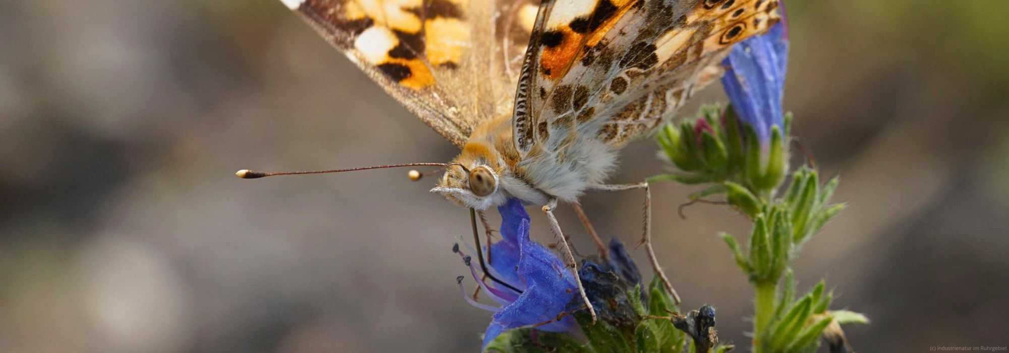 Distelfalter (Vanessa cardui), Halde Rheinelbe, 28.06.2016