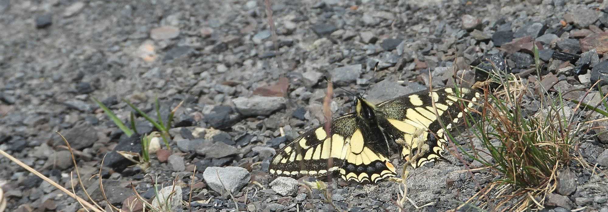 Schwalbenschwanz (Papilio machaon), Mottbruchhalde, 29.05.2023