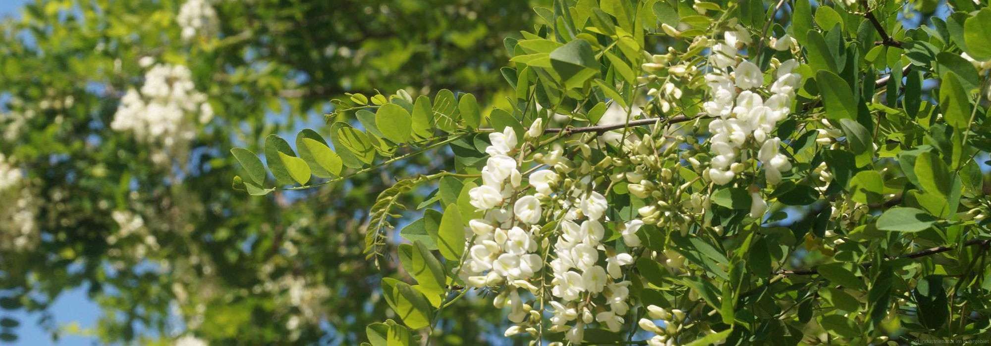 Gewöhnliche Robinie (Robinia pseudoacacia), Halde Hoheward, 27.05.2023