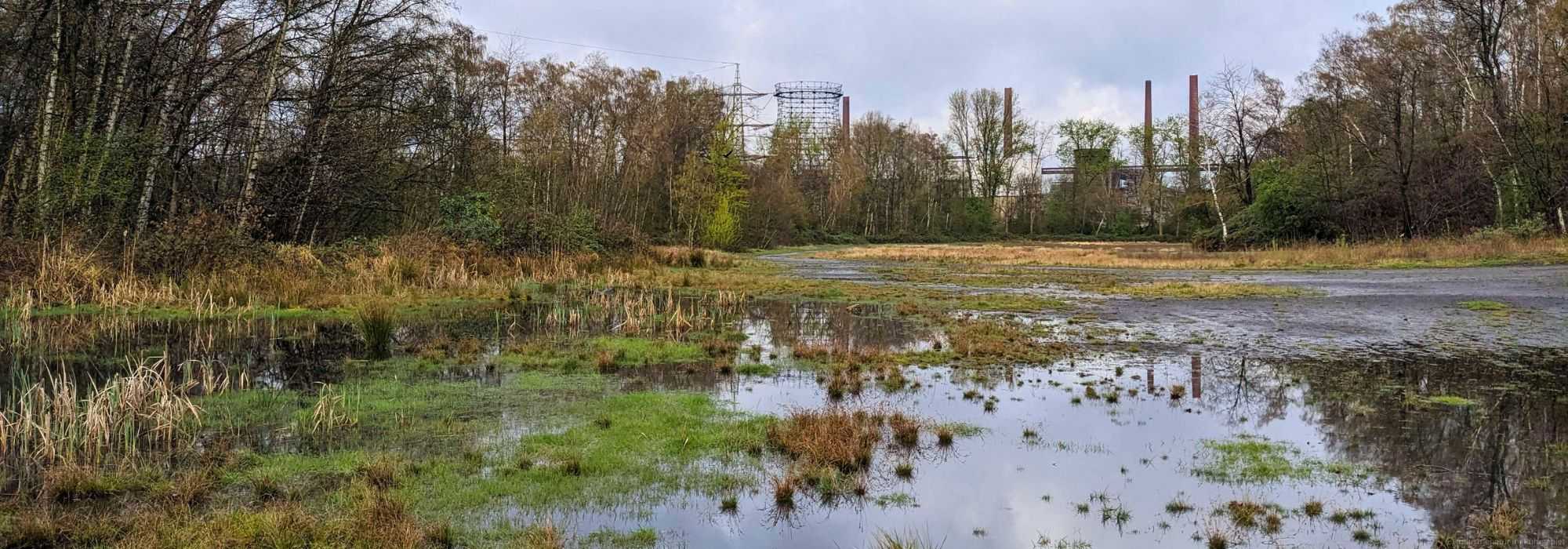 Temporärgewässer auf der Halde, UNESCO-Welterbe Zollverein, 24.03.2024