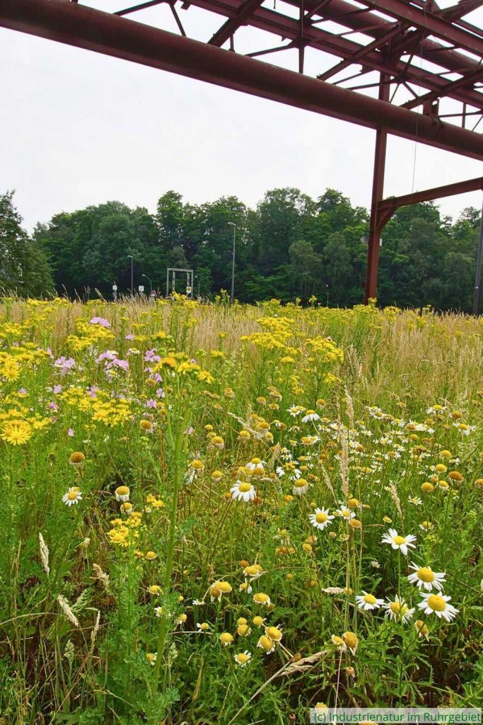 Wiese im Frühsommer, UNESCO-Welterbe Zollverein, 09.06.2018