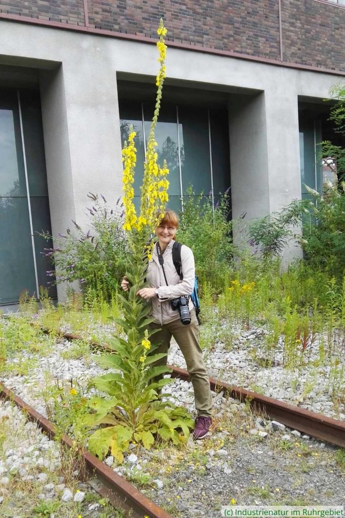 Großer Auftritt einer Königskerze (Verbascum sp.) – ich bin übrigens 1,72 m groß, Foto: © Petra Schröder, UNESCO-Welterbe Zollverein, 14.07.2019