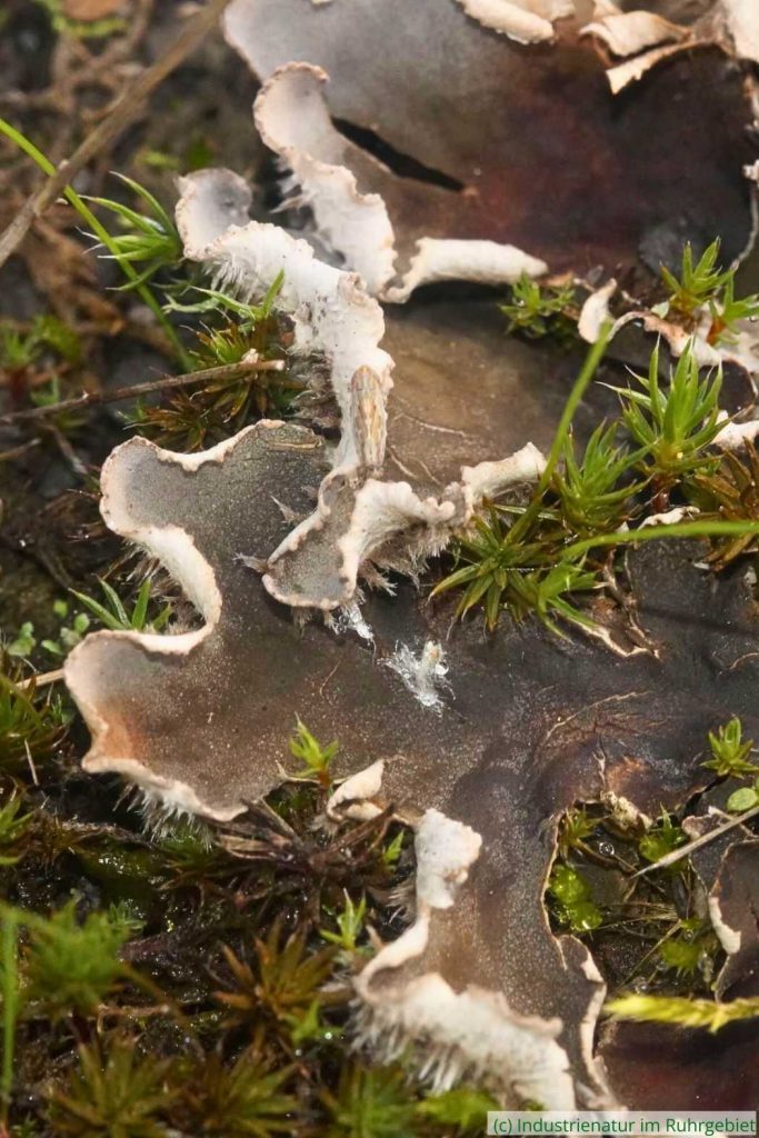 Breitlappige Schildflechte (Peltigera sp.), UNESCO-Welterbe Zollverein, 22.09.2025