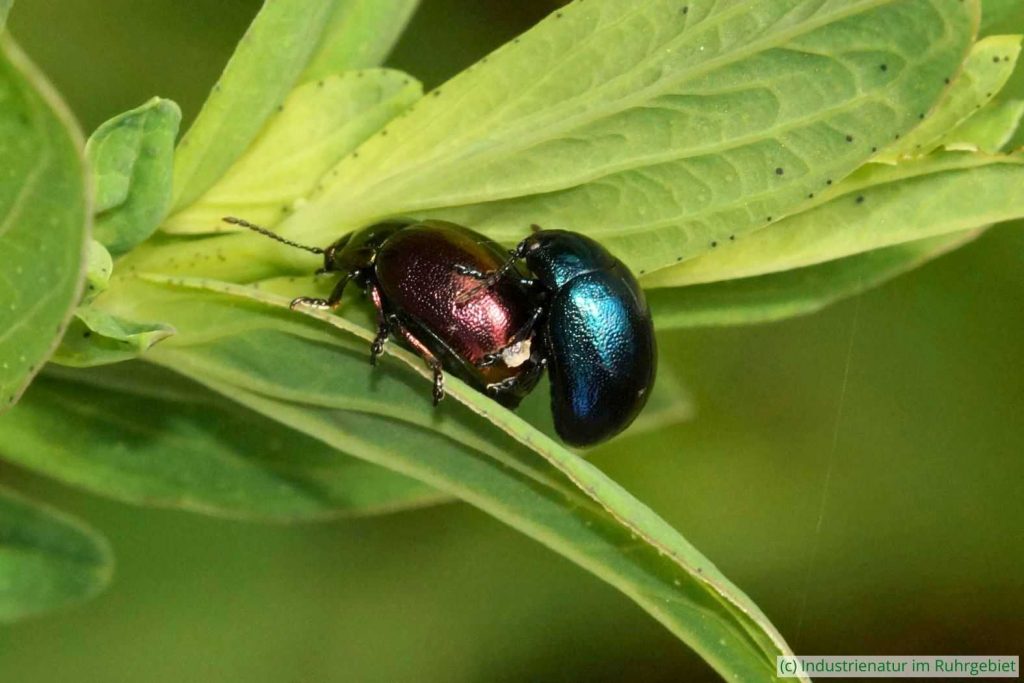 Variabler Johanniskraut-Blattkäfer (Chrysolina varians), Brache Vondern, 13.05.2017