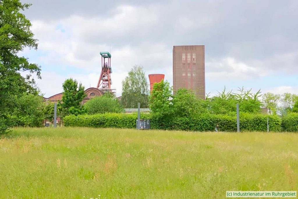 Eine der Wiesen an der Bullmannaue, UNESCO-Welterbe Zollverein, 28.05.2022