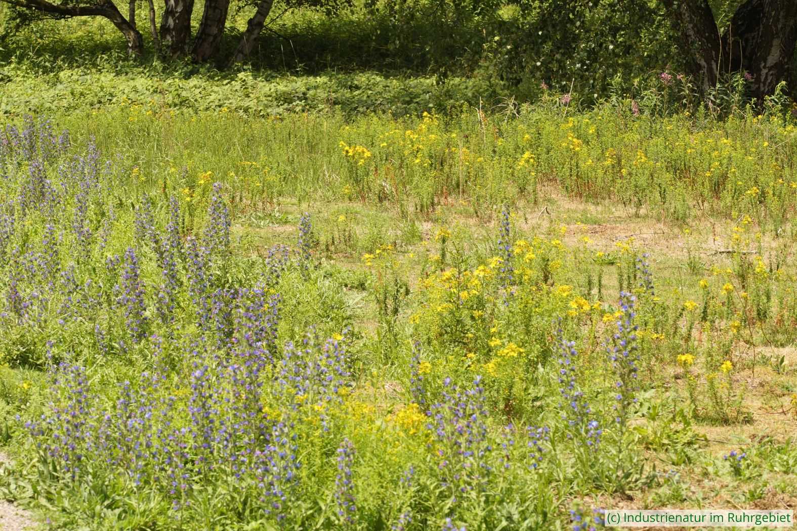 Lebensraum des Landkarten-Raublattrüsslers (Mogulones geographicus) mit Gewöhnlichem Natternkopf (Echium vulgare), Gleispark Frintrop, 15.06.2018