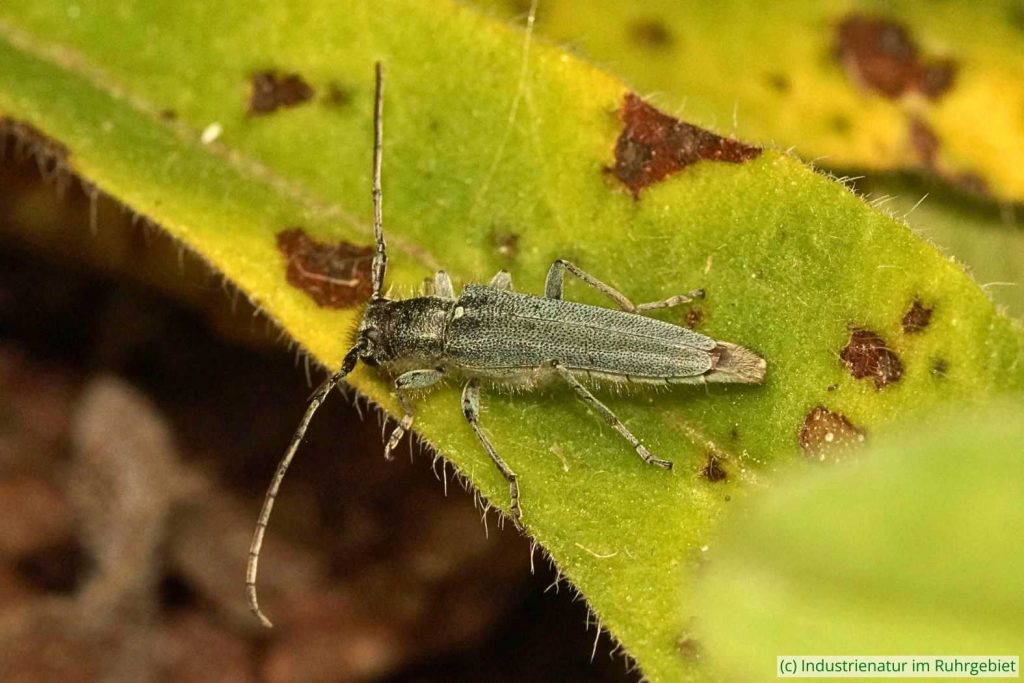 Dichtpunktierter Walzenhalsbock (Opsilia coerulescens), Gleispark Frintrop, 26.05.2019