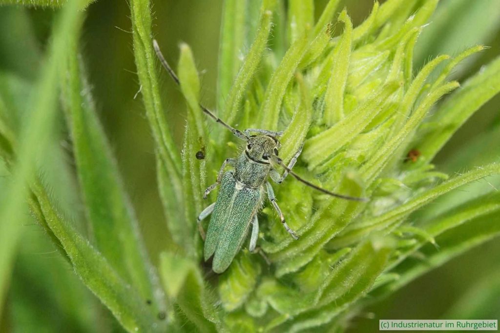 Dichtpunktierter Walzenhalsbock (Opsilia coerulescens), Gleispark Frintrop, 22.05.2024