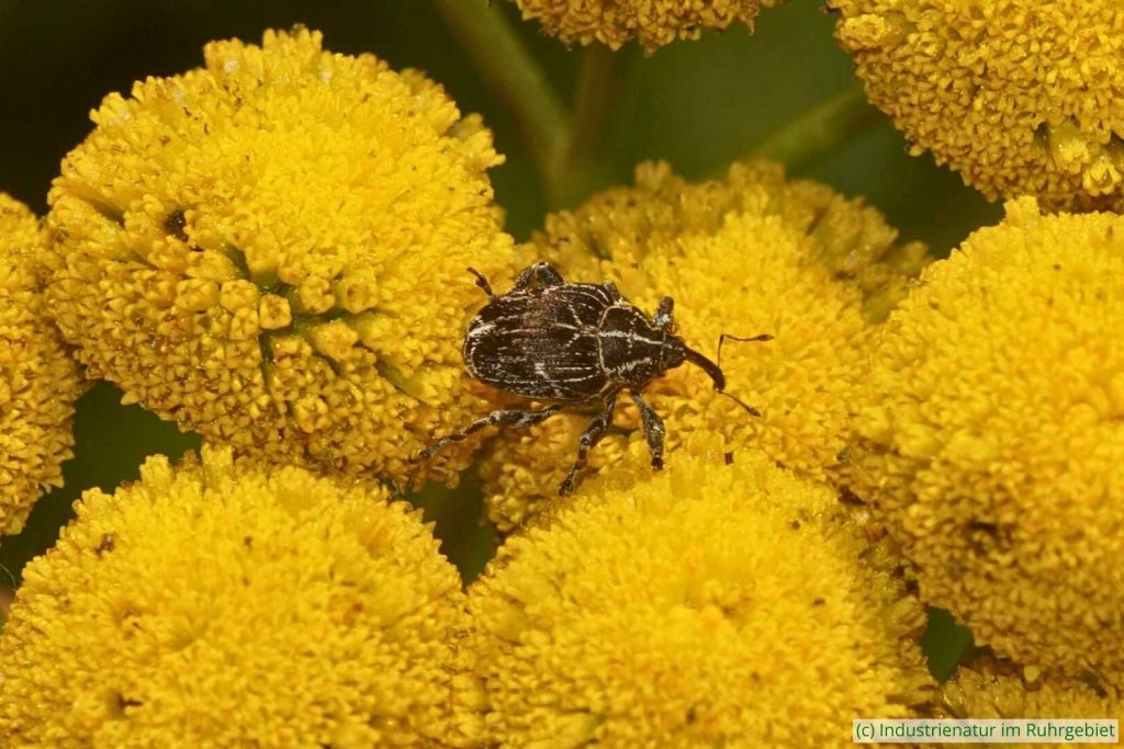 Landkarten-Raublattrüssler (Mogulones geographicus), Halde Großes Holz, 19.09.2024