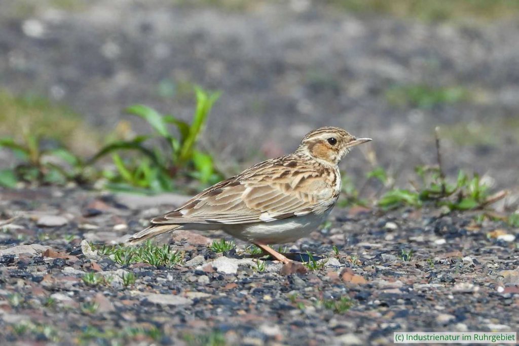 Heidelerche (Lullula arborea), Halde Haniel, 23.04.2023