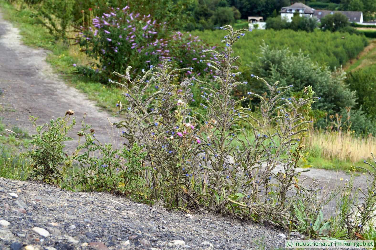 Lebensraum des Dichtpunktierten Walzenhalsbocks (Opsilia coerulescens) mit Gewöhnlichem Natternkopf (Echium vulgare), Halde Rheinelbe, 15.08.2015