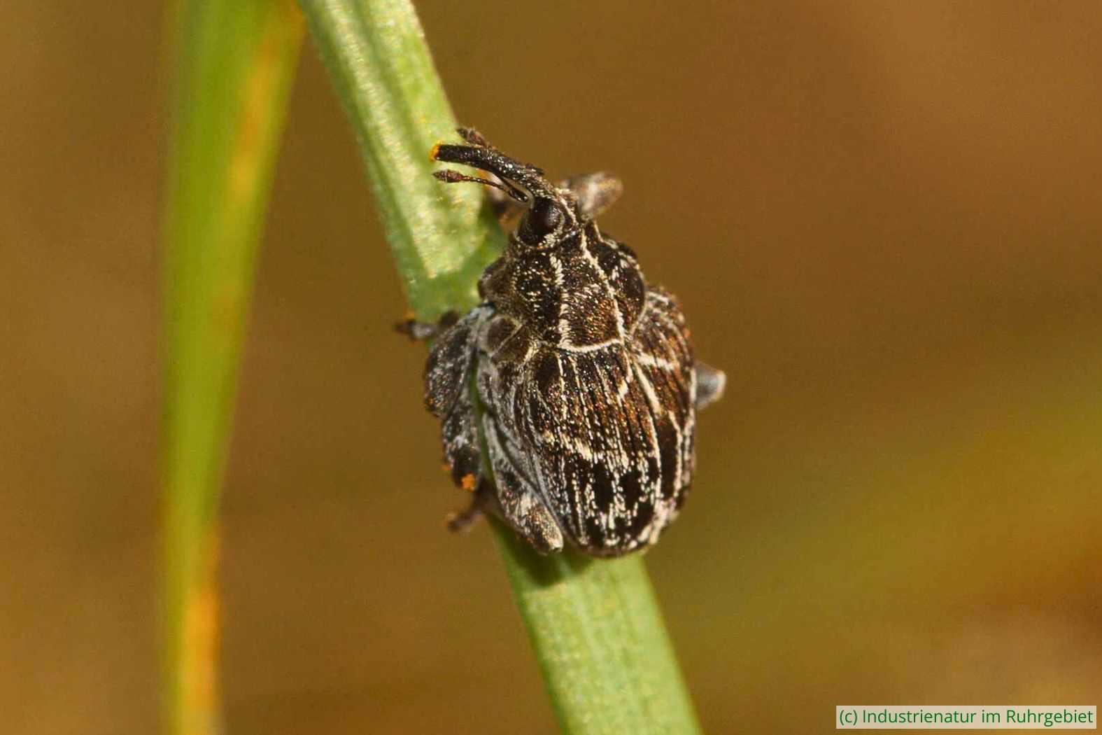 Landkarten-Raublattrüssler (Mogulones geographicus), Halde Rheinelbe, 22.09.2024
