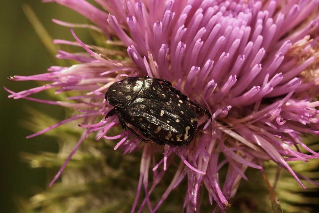 Trauer-Rosenkäfer (Oxythyrea funesta), Landschaftspark Duisburg-Nord, 07.07.2019