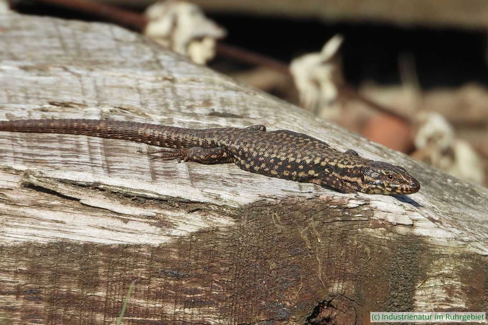 Mauereidechse (Podarcis muralis), Landschaftspark Duisburg-Nord, 22.03.2022