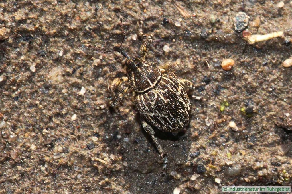 Landkarten-Raublattrüssler (Mogulones geographicus), Schurenbachhalde, 17.03.2020