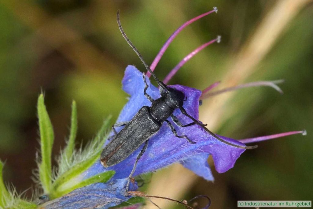Dichtpunktierter Walzenhalsbock (Opsilia coerulescens) mit stark abgenutzter Behaarung, Schurenbachhalde, 02.07.2021
