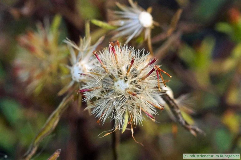Fruchtstand des Schmalblättrigen Klebalants (Dittrichia graveolens), Schurenbachhalde, 12.11.2022