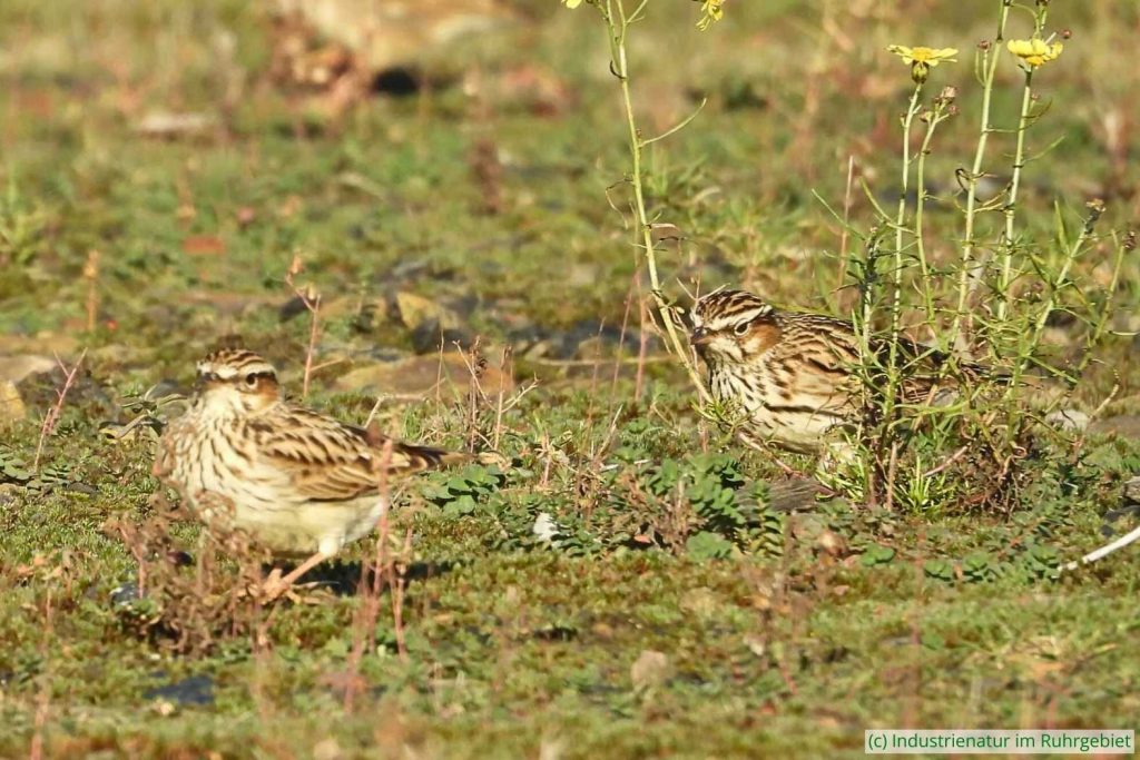 Heidelerchen (Lullula arborea) auf der Suche nach Nahrung, Schurenbachhalde, 01.12.2024