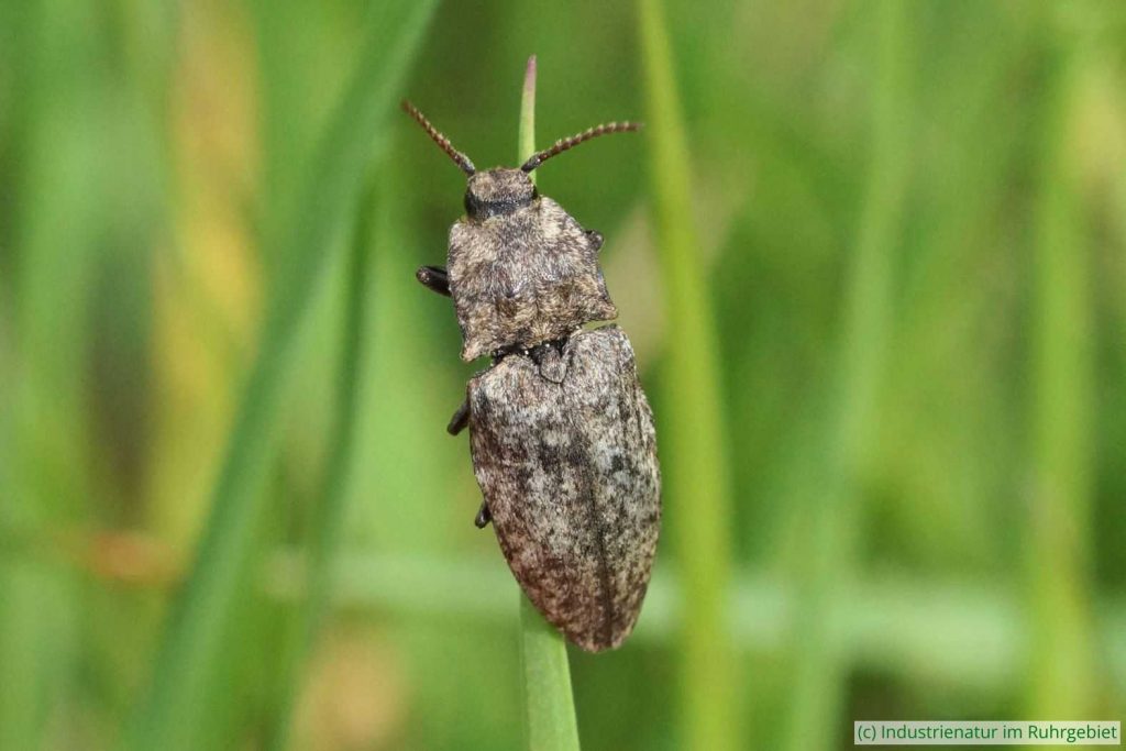 Mausgrauer Schnellkäfer (Agrypnus murinus), Tippelsberg, 11.05.2016
