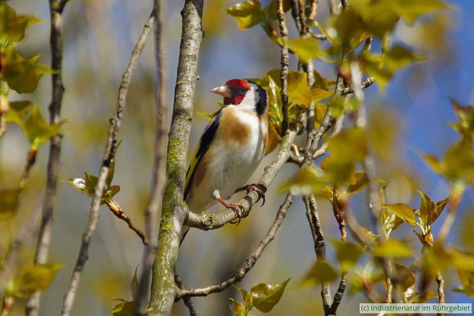 Stieglitz (Carduelis carduelis), Westpark Bochum, 18.04.2016