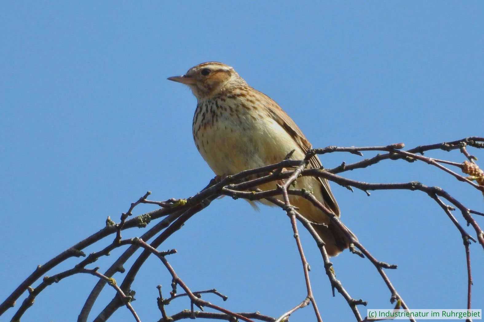 Heidelerche (Lullula arborea), Westruper Heide, 11.04.2025