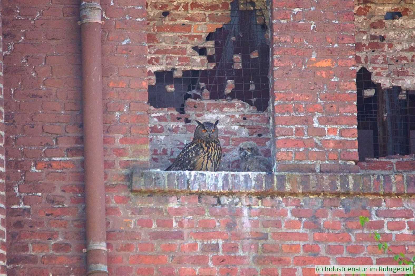 Uhu (Bubo bubo) mit seinem Nachwuchs, Zeche Ewald in Herten, 05.05.2018