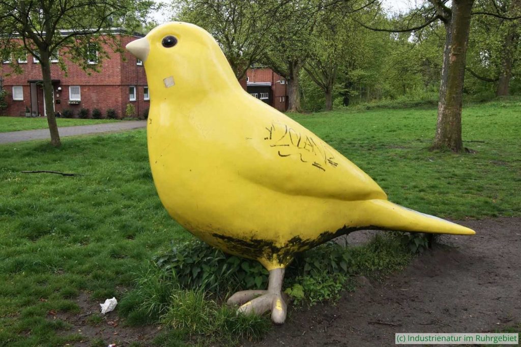 Beklebt, von einem Sprayer getagt und mit Schmutz am Bauch – der Alltag eines Zollverein-Kanarienvogels, 22.04.2017