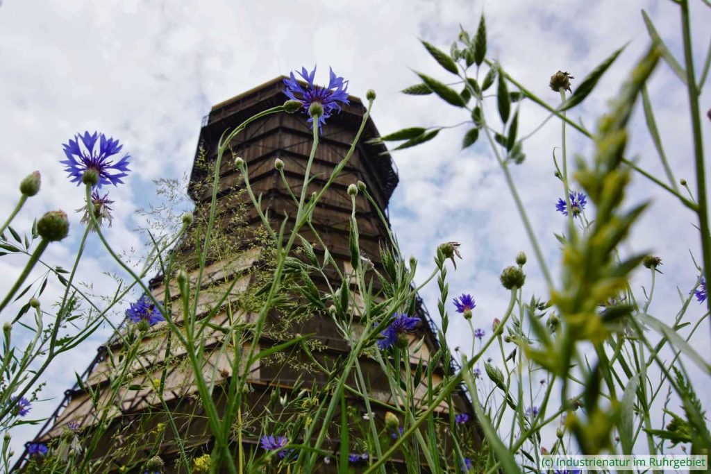Kornblumen (Centaurea cyanus) und Gräser am Kühlturm, UNESCO-Welterbe Zollverein, 09.06.2018
