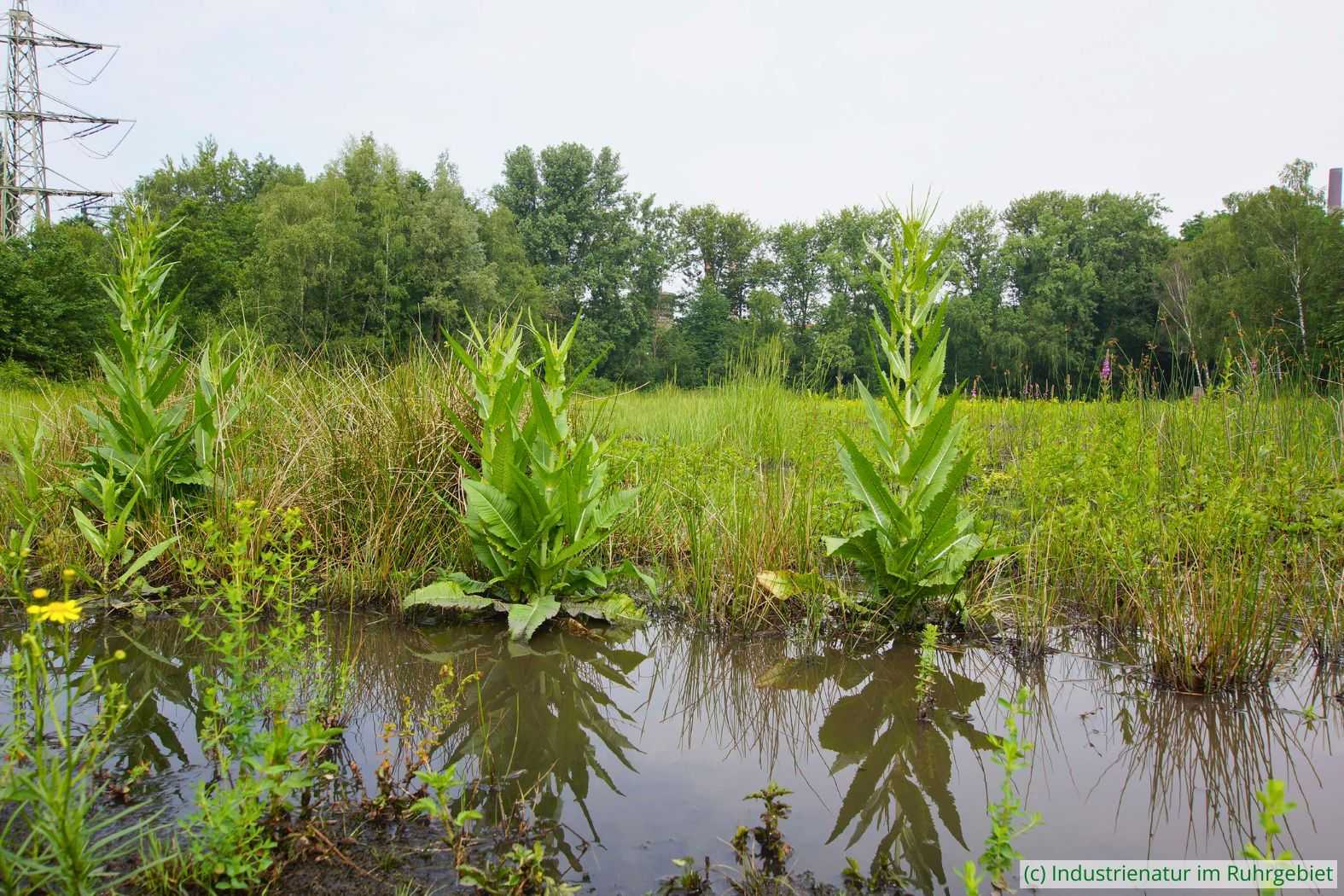 Am Temporärgewässer in der Mitte der Halde wächst unter anderem die Wilde Karde (Dipsacus fullonum), UNESCO-Welterbe Zollverein, 09.06.2018