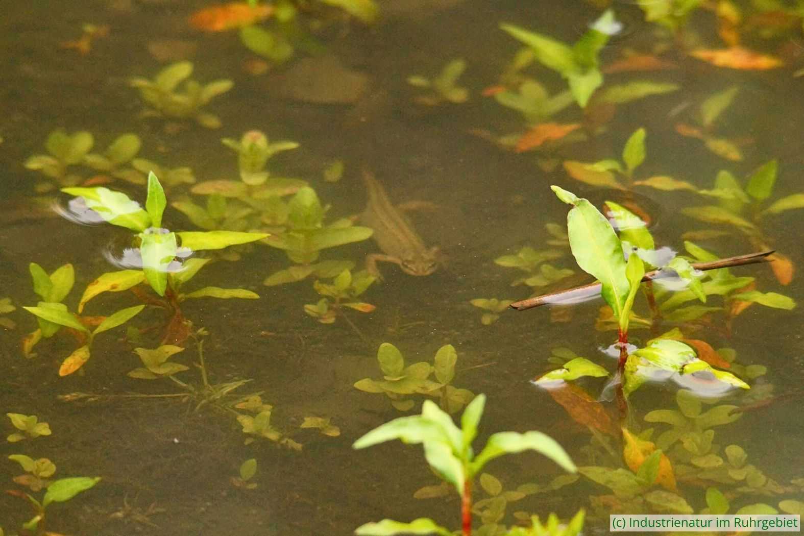 Weiblicher Teichmolch (Lissotriton vulgaris) auf Tauchstation, UNESCO-Welterbe Zollverein, 10.06.2018