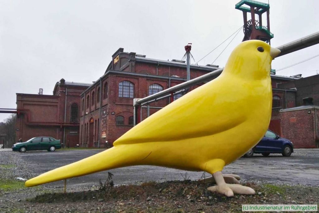 Kanarienvogel auf dem Gelände des UNESCO-Welterbes Zollverein, 27.01.2019