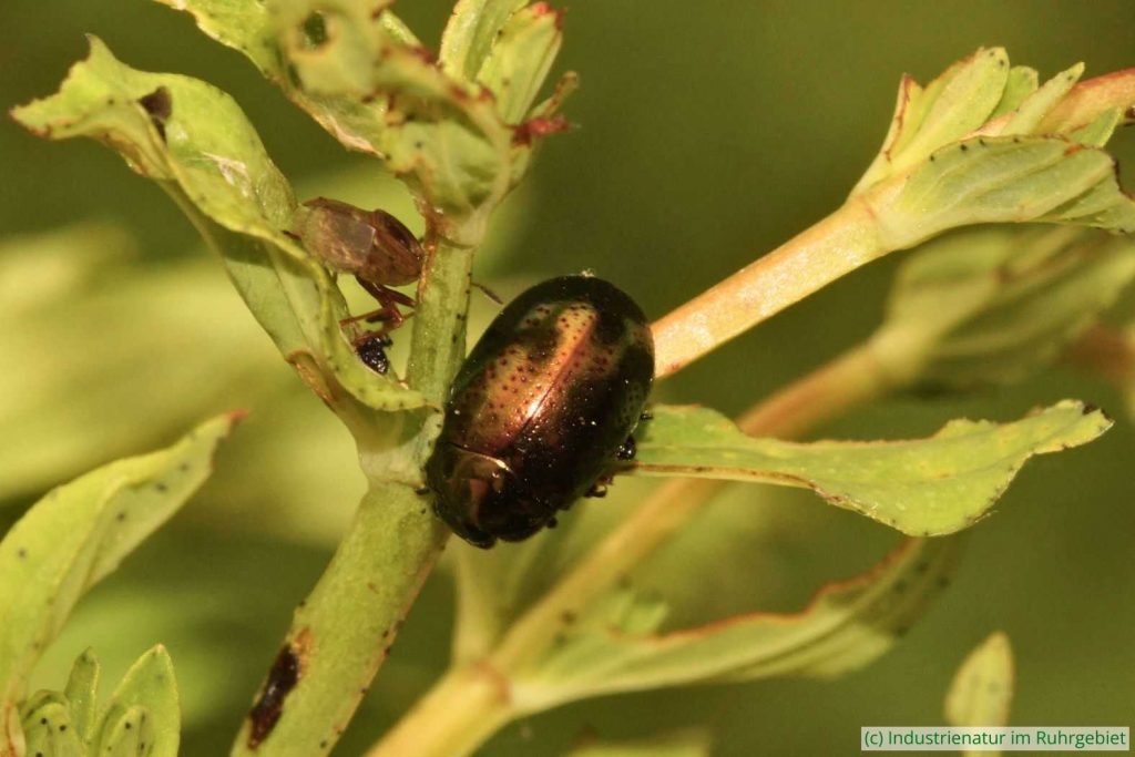 Punktierter Johanniskraut-Blattkäfer (Chrysolina hyperici) auf Tüpfel-Johanniskraut (Hypericum perforatum), UNESCO-Welterbe Zollverein, 08.07.2023