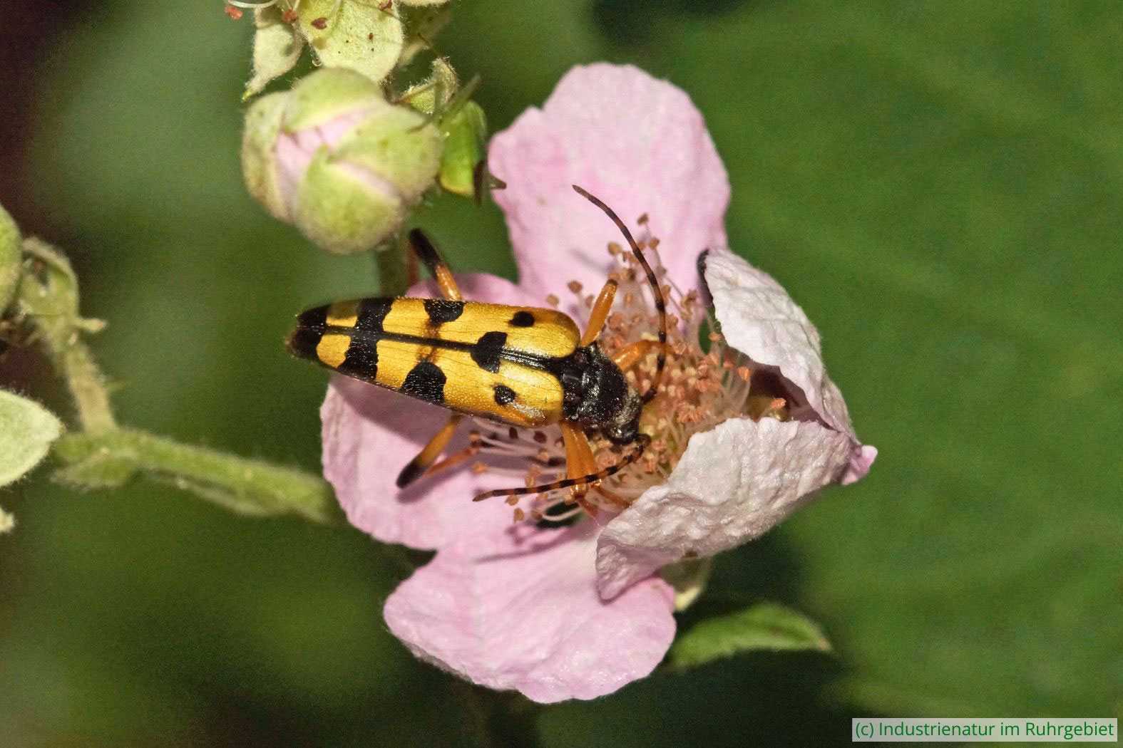 Gefleckter Schmalbock (Rutpela maculata), UNESCO-Welterbe Zollverein, 29.06.2019