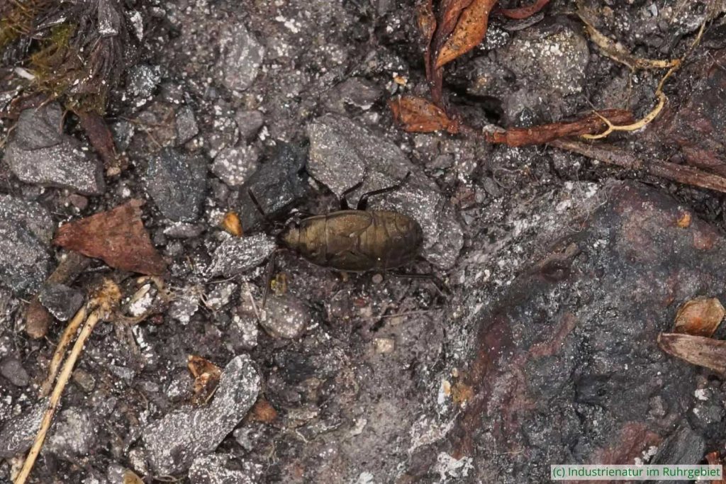 Nymphe der Brachen-Bodenwanze (Megalonotus chiragra), UNESCO-Welterbe Zollverein, 13.06.2020