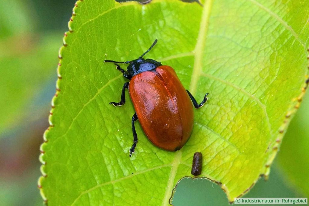Pappelblattkäfer (Chrysomela populi), UNESCO-Welterbe Zollverein, 13.06.2020