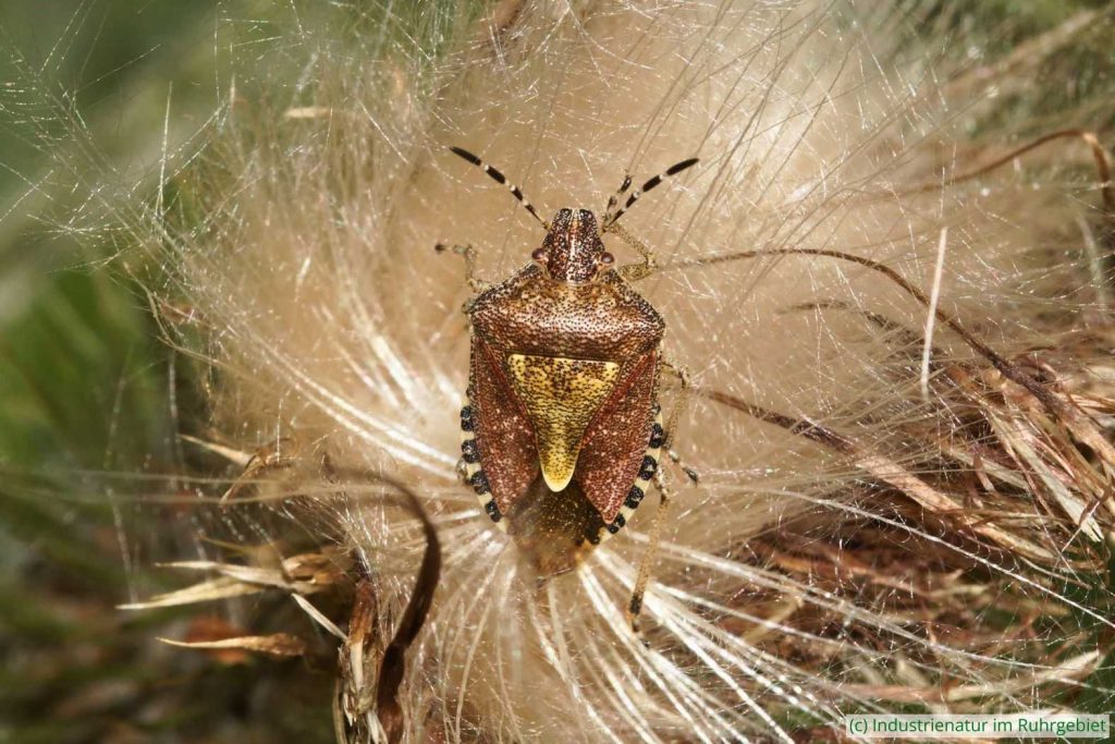 Beerenwanze (Dolycoris baccarum), UNESCO-Welterbe Zollverein, 22.07.2022