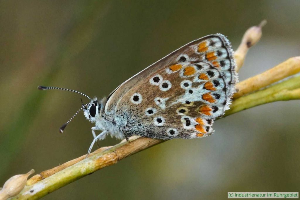 Kleiner Sonnenröschen-Bläuling (Aricia agestis), UNESCO-Welterbe Zollverein, 22.07.2020