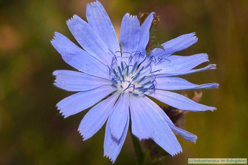 Gewöhnliche Wegwarte (Cichorium intybus), UNESCO-Welterbe Zollverein, 22.07.2020