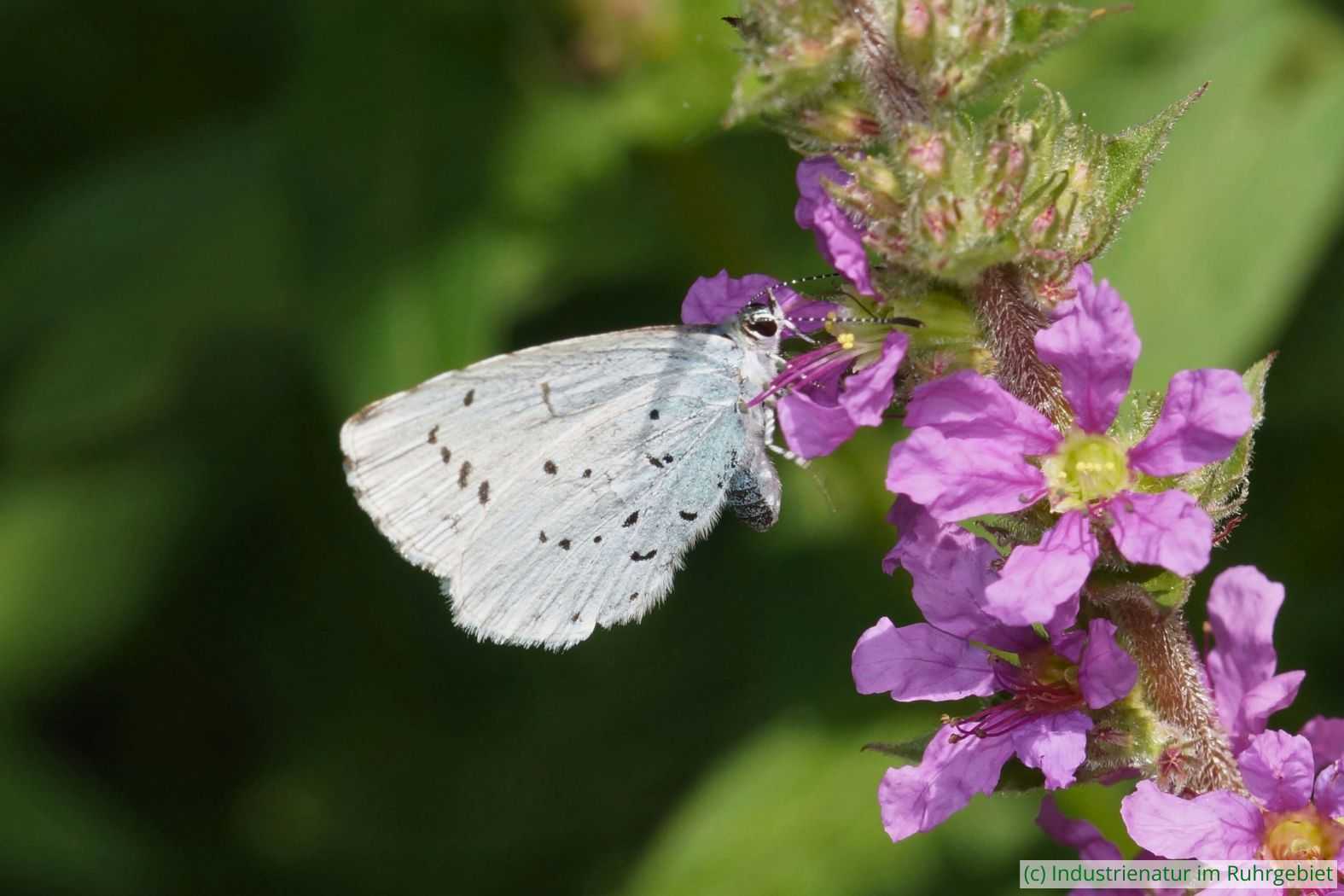 Faulbaumbläuling (Celastrina argiolus), UNESCO-Welterbe Zollverein, 22.07.2020