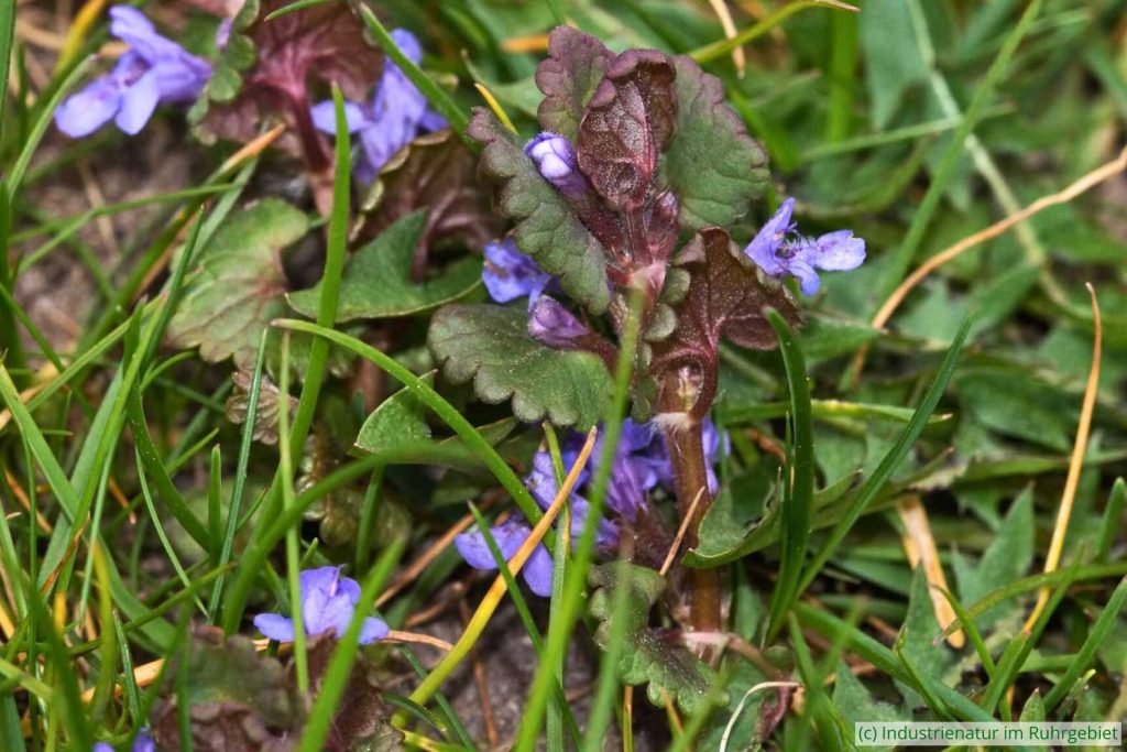 Gundermann (Glechoma hederacea), UNESCO-Welterbe Zollverein, 04.04.2021