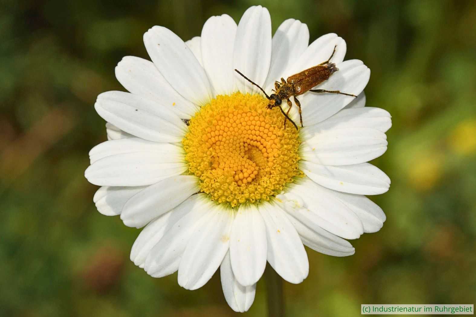 Kleiner Halsbock (Pseudovadonia livida) auf Magerwiesen-Margerite (Leucanthemum vulgare), UNESCO-Welterbe Zollverein, 19.06.2021