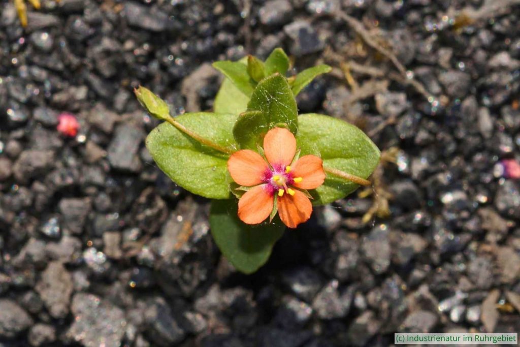 Acker-Gauchheil (Anagallis arvensis), UNESCO-Welterbe Zollverein, 20.10.2024