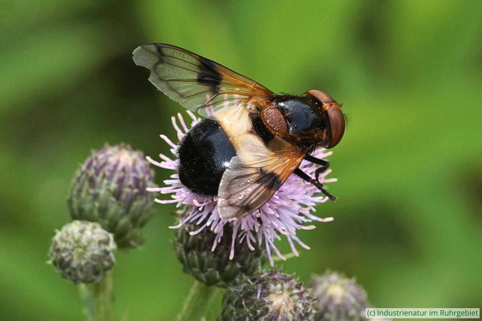 Gemeine Waldschwebfliege (Volucella pellucens) auf Acker-Kratzdistel (Cirsium arvense), UNESCO-Welterbe Zollverein, 24.07.2021