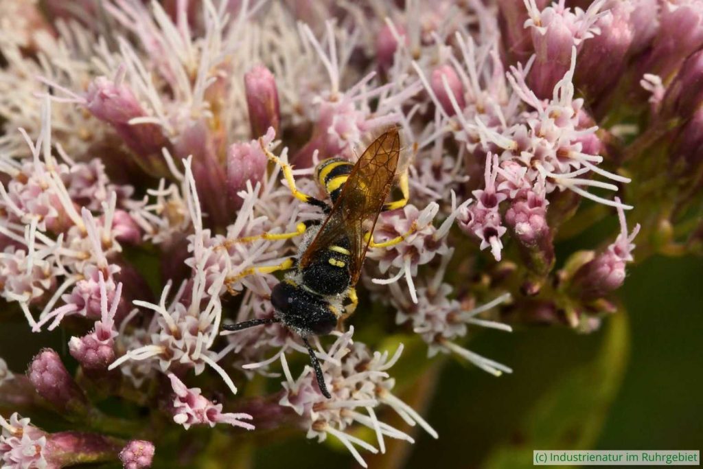 Bienenwolf (Philanthus triangulum) auf Gewöhnlichem Wasserdost (Eupatorium cannabinum), UNESCO-Welterbe Zollverein, 24.07.2021