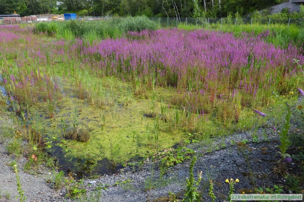 Blut-Weiderich (Lythrum salicaria) im Gewässer neben Parkplatz C, UNESCO-Welterbe Zollverein, 24.07.2021
