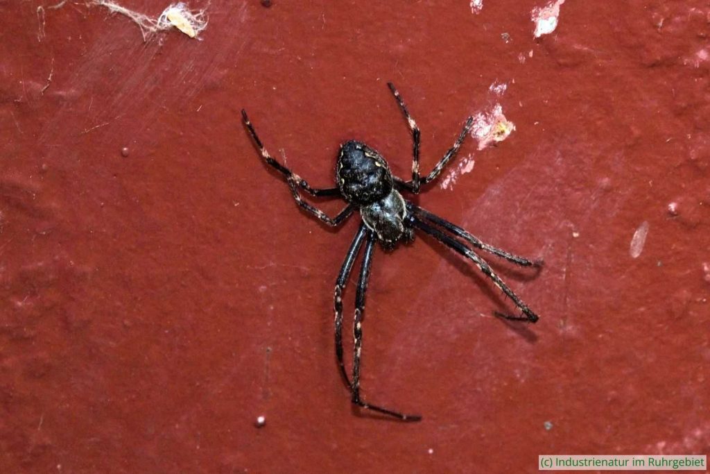 Männliche Gewöhnliche Spaltenkreuzspinne (Nuctenea umbratica), UNESCO-Welterbe Zollverein, 18.06.2022