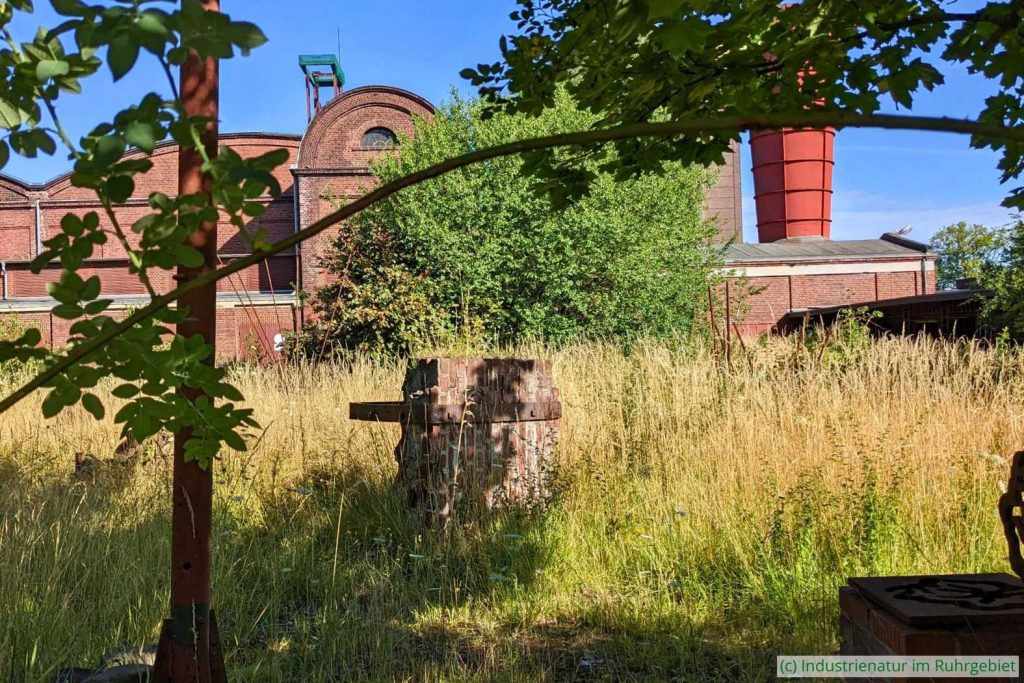‚Wildnis‘ neben dem Maschinenhaus der Schachtanlage Zollverein 1/2/8, UNESCO-Welterbe Zollverein, 17.07.2022